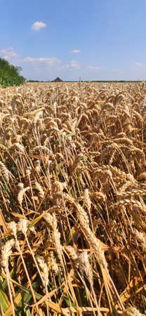 Grain field on a sunny summer day.の写真素材