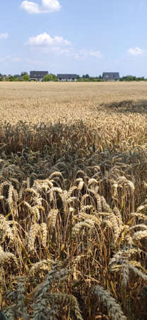 Grain field on a sunny summer day.の写真素材