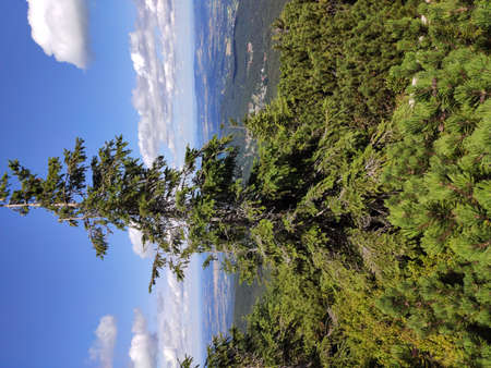 Summer mountain view in the Karkonosze National Park. Mountain pine in the Giant Mountains, Poland, Europe.の写真素材