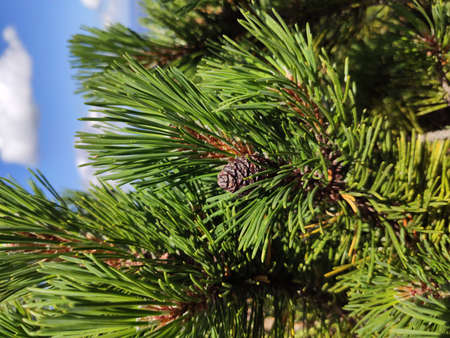 Summer mountain view in the Karkonosze National Park. Mountain pine in the Giant Mountains, Poland, Europe.の写真素材