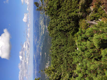 Summer mountain view in the Karkonosze National Park. Mountain pine in the Giant Mountains, Poland, Europe.の写真素材