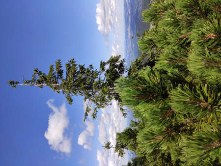 Summer mountain view in the Karkonosze National Park. Mountain pine in the Giant Mountains, Poland, Europe.の写真素材