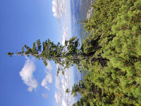 Summer mountain view in the Karkonosze National Park. Mountain pine in the Giant Mountains, Poland, Europe.の写真素材