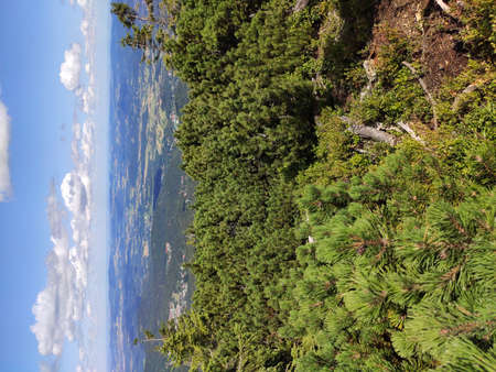 Summer mountain view in the Karkonosze National Park. Mountain pine in the Giant Mountains, Poland, Europe.の写真素材