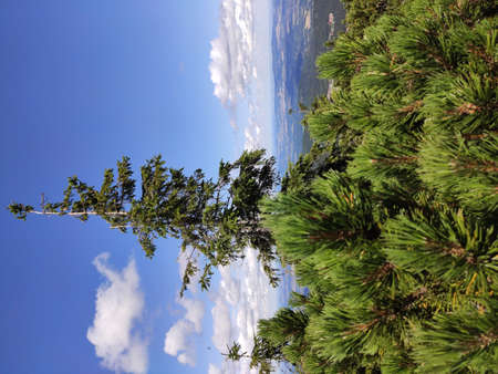Summer mountain view in the Karkonosze National Park. Mountain pine in the Giant Mountains, Poland, Europe.の写真素材