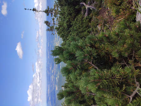 Summer mountain view in the Karkonosze National Park. Mountain pine in the Giant Mountains, Poland, Europe.の写真素材
