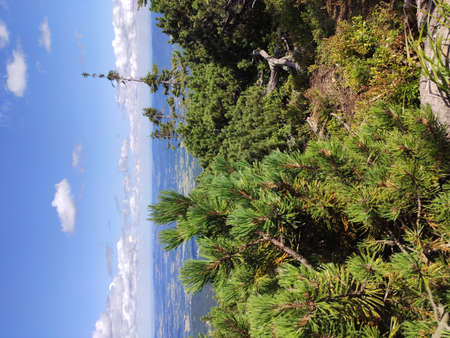 Summer mountain view in the Karkonosze National Park. Mountain pine in the Giant Mountains, Poland, Europe.の写真素材