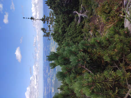 Summer mountain view in the Karkonosze National Park. Mountain pine in the Giant Mountains, Poland, Europe.の写真素材