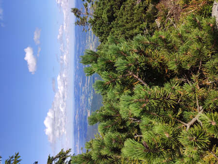 Summer mountain view in the Karkonosze National Park. Mountain pine in the Giant Mountains, Poland, Europe.の写真素材