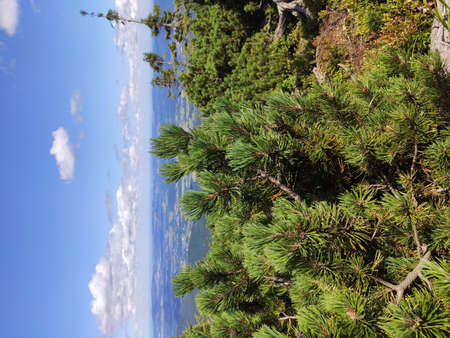 Summer mountain view in the Karkonosze National Park. Mountain pine in the Giant Mountains, Poland, Europe.の写真素材