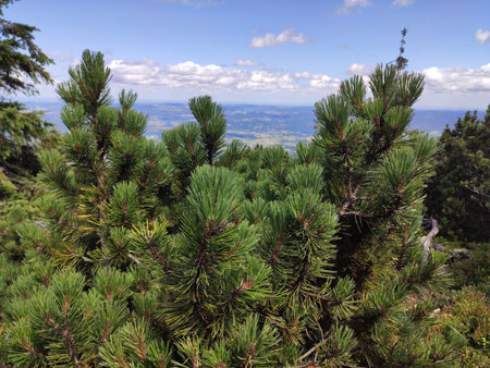 Summer mountain view in the Karkonosze National Park. Mountain pine in the Giant Mountains, Poland, Europe.の写真素材