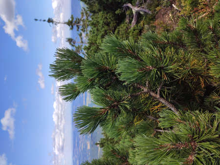 Summer mountain view in the Karkonosze National Park. Mountain pine in the Giant Mountains, Poland, Europe.の写真素材