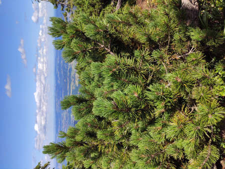 Summer mountain view in the Karkonosze National Park. Mountain pine in the Giant Mountains, Poland, Europe.の写真素材
