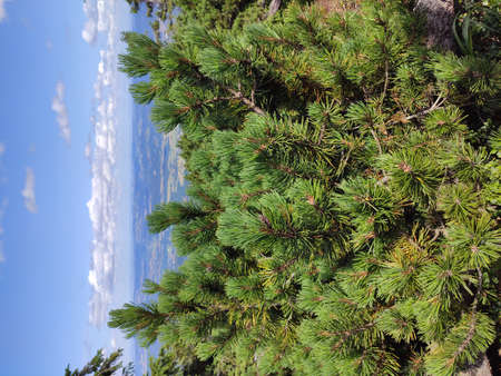 Summer mountain view in the Karkonosze National Park. Mountain pine in the Giant Mountains, Poland, Europe.の写真素材