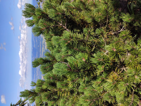 Summer mountain view in the Karkonosze National Park. Mountain pine in the Giant Mountains, Poland, Europe.の写真素材
