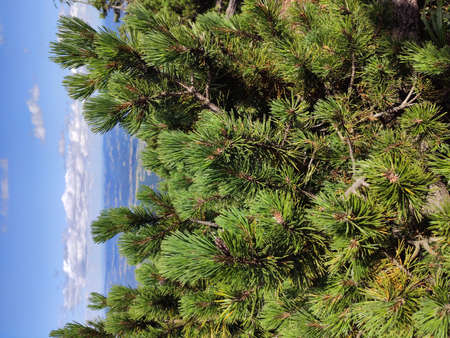 Summer mountain view in the Karkonosze National Park. Mountain pine in the Giant Mountains, Poland, Europe.の写真素材