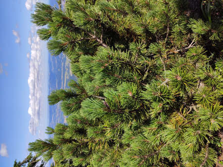 Summer mountain view in the Karkonosze National Park. Mountain pine in the Giant Mountains, Poland, Europe.の写真素材