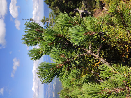 Summer mountain view in the Karkonosze National Park. Mountain pine in the Giant Mountains, Poland, Europe.の写真素材