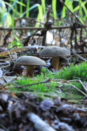 Mushrooms in the forest in September.の写真素材