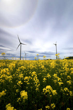 The Halo effect is an optical phenomenon in the Earth's atmosphere that is observed around the Sun's disc. It is a rainbow-colored ring that is visible around the sun. Gaj Olawski wind farm.の写真素材