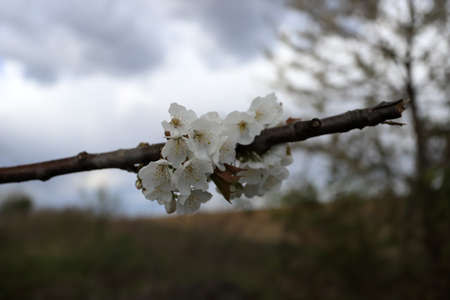 Flowering tree in late April in Poland.の写真素材