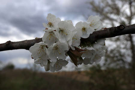 Flowering tree in late April in Poland.の写真素材