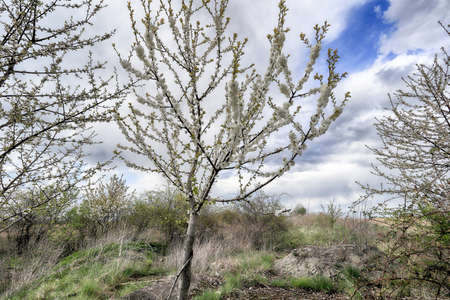Flowering tree in late April in Poland.の写真素材