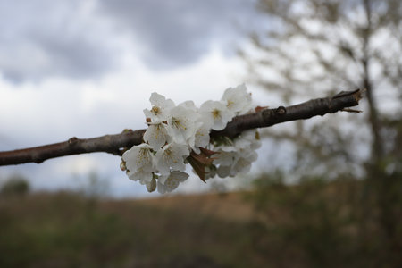 Flowering tree in late April in Poland.の写真素材