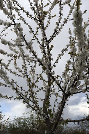 Flowering tree in late April in Poland.の写真素材