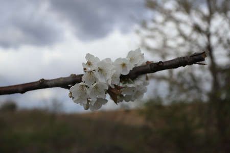 Flowering tree in late April in Poland.の写真素材