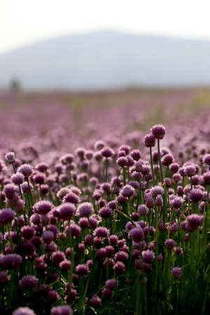 A purple field of blooming chives in the Sleza Landscape Park at the foot of the Sleza Mountain, in south-western Poland, Europe.の写真素材