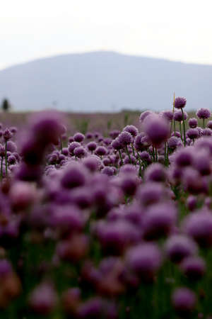 A purple field of blooming chives in the Sleza Landscape Park at the foot of the Sleza Mountain, in south-western Poland, Europe.の写真素材