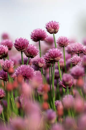 A purple field of blooming chives in the Sleza Landscape Park at the foot of the Sleza Mountain, in south-western Poland, Europe.の写真素材