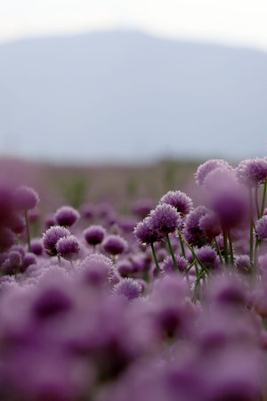 A purple field of blooming chives in the Sleza Landscape Park at the foot of the Sleza Mountain, in south-western Poland, Europe.の写真素材