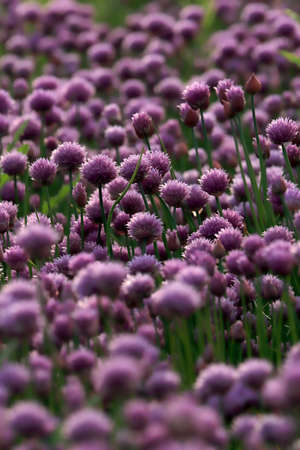A purple field of blooming chives in the Sleza Landscape Park at the foot of the Sleza Mountain, in south-western Poland, Europe.の写真素材