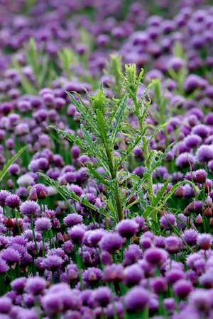 A purple field of blooming chives in the Sleza Landscape Park at the foot of the Sleza Mountain, in south-western Poland, Europe.の写真素材