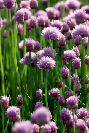 A purple field of blooming chives in the Sleza Landscape Park at the foot of the Sleza Mountain, in...