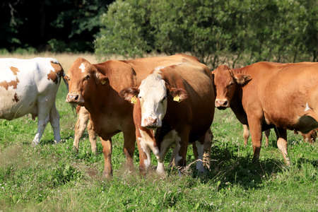 The breeding of cows in Janowice Wielkie in the area of Rudawy Janowickie (Mountains in south-west Poland, Europe).の写真素材