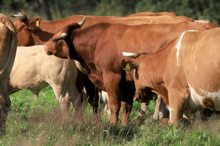 The breeding of cows in Janowice Wielkie in the area of Rudawy Janowickie (Mountains in south-west Poland, Europe).の写真素材