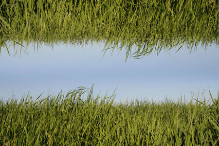 green grass and sry frame backgroundの写真素材