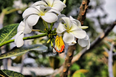 Fantastic flowers and butterfly: macro.の写真素材