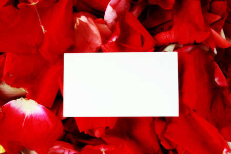 Red rose plants visiting card backgroundの写真素材