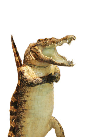 Huge crocodile with a big teethの写真素材