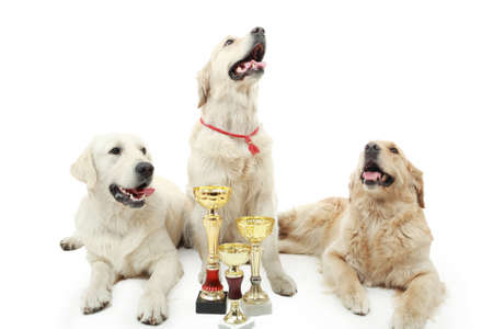 Golden retriever in the studio.の写真素材