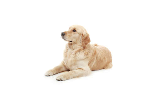 Golden retriever in the studio.の写真素材