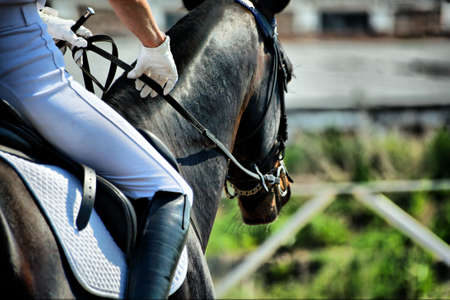 Horse theme: jockeys, horse races, speed.の写真素材