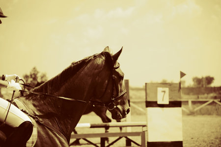Horse theme: jockeys, horse races, speed.