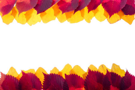 Fall plants border on a white backgroundの写真素材