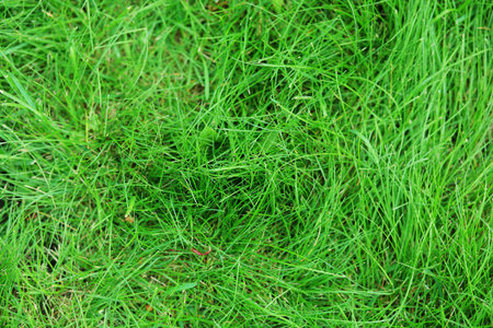 Close-up of green grass.