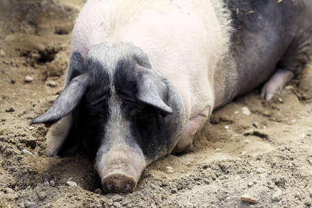 Shot of a big pig in Prague zoo. の写真素材